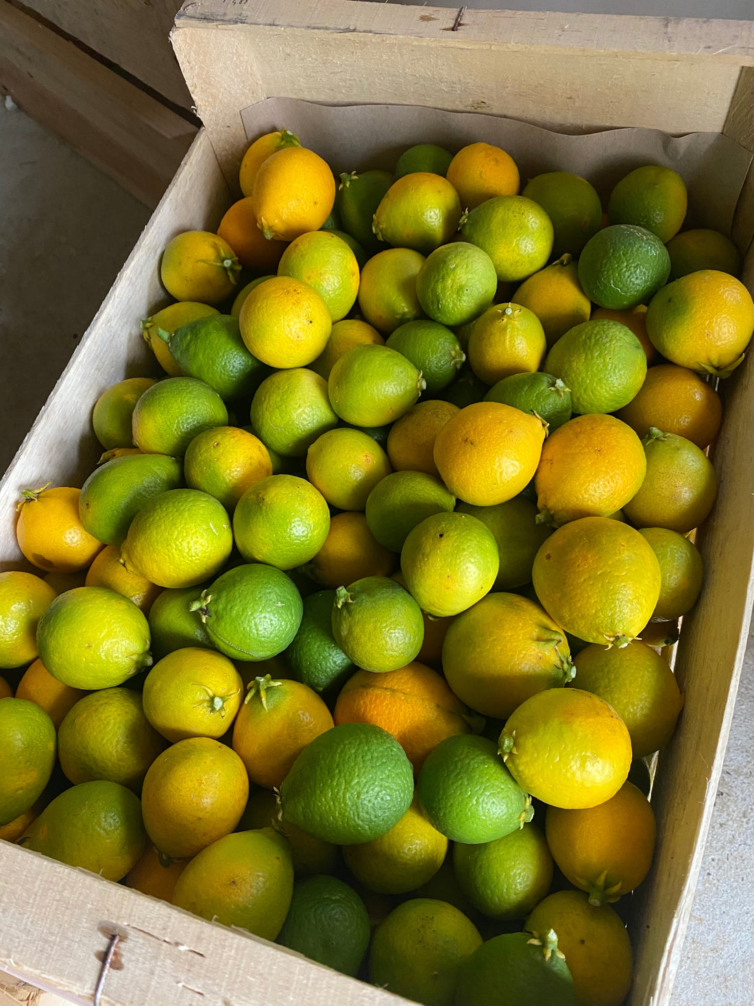 Orange Thomasville : une orange rustique au goût unique