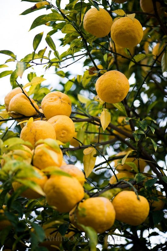 Yuzu frais BIO : l’agrume rare qui sublime vos recettes