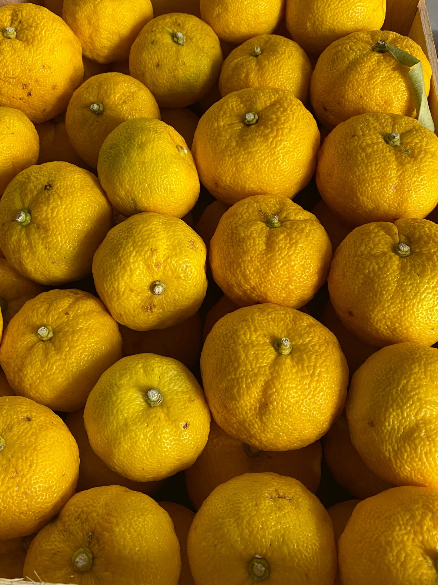 Yuzu frais BIO français