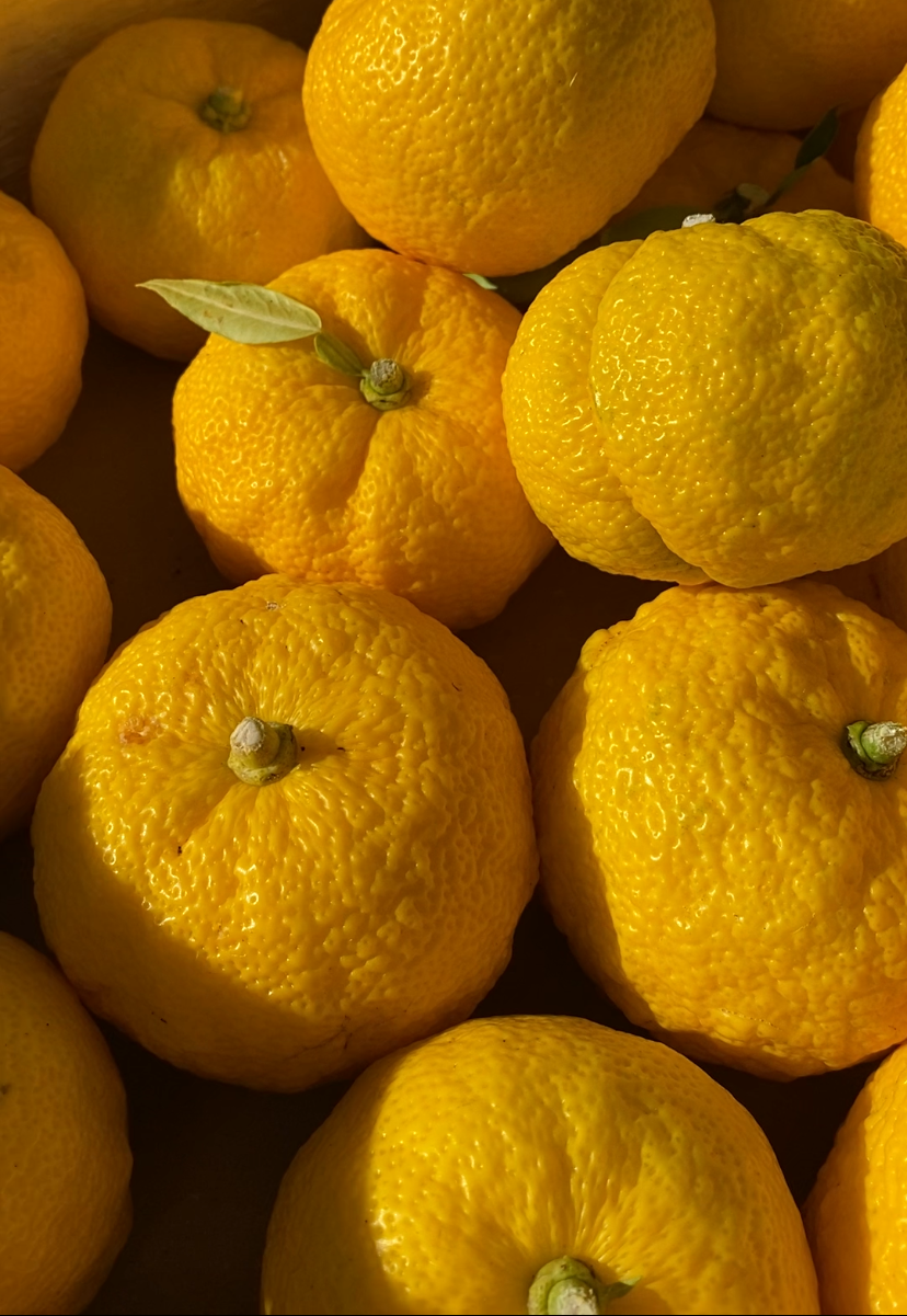 Yuzu frais BIO français