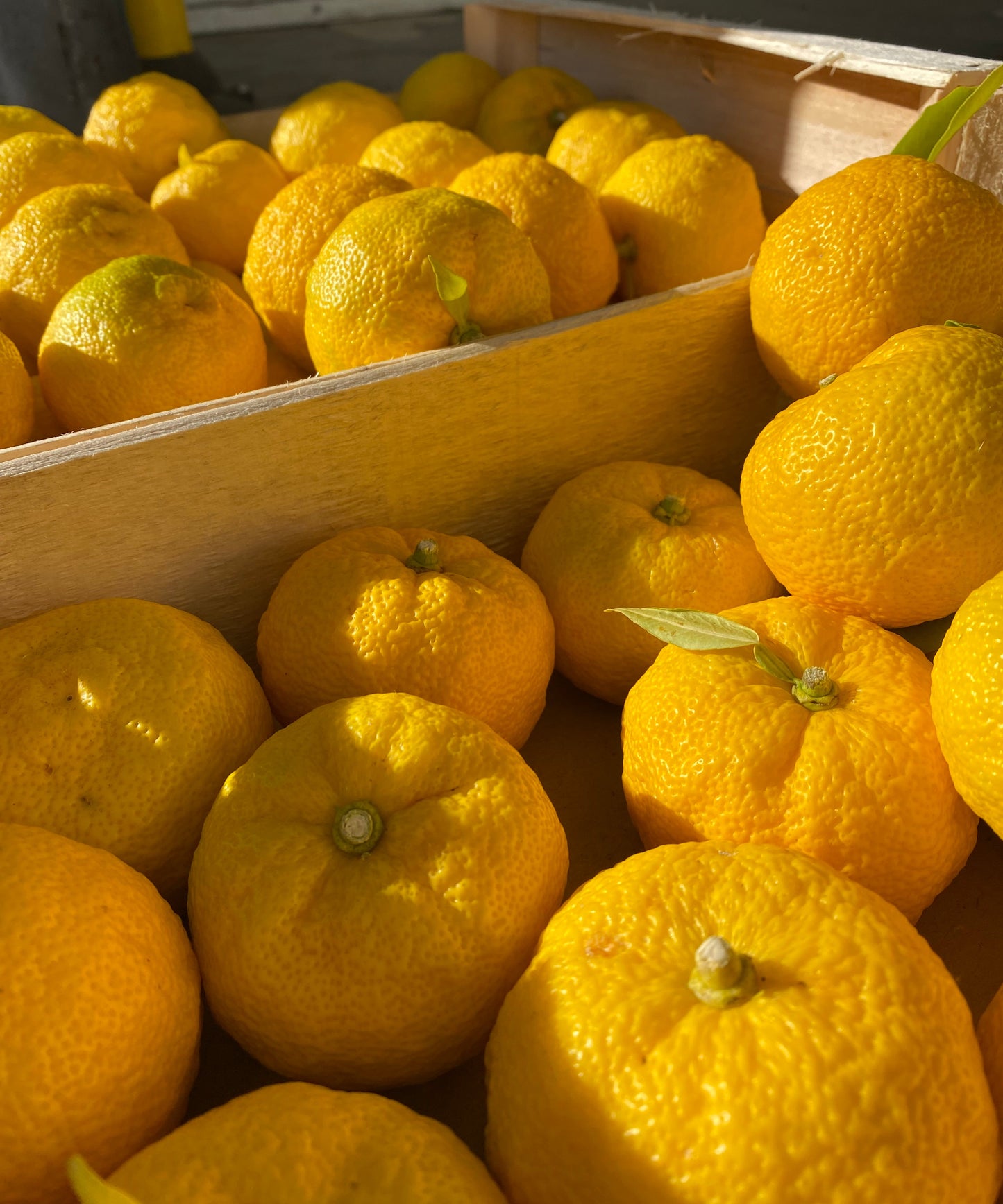 Yuzu frais BIO français